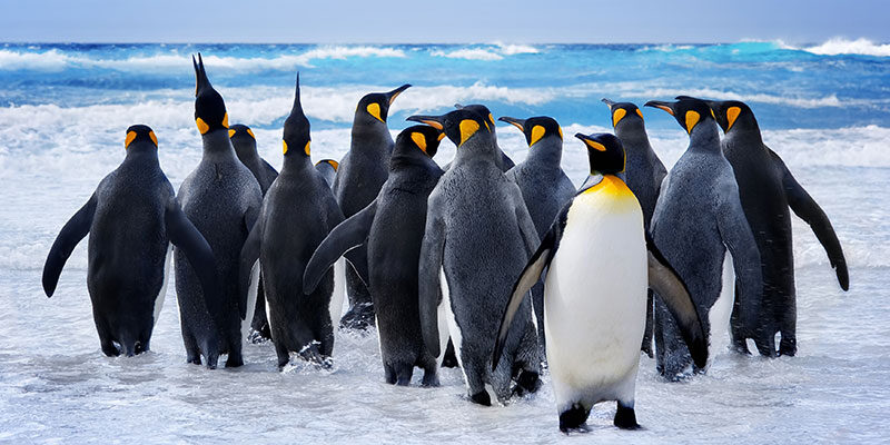 Penguin Beach